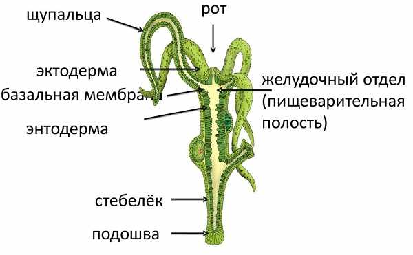 Сайты где купить наркотики